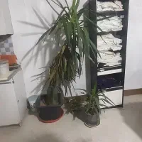 گل یوگا ۲متری