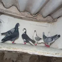 ۲۰ تا کفتر بمب چنارون|پرنده|مشهد, دوست آباد|دیوار