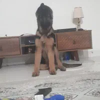 سگ ژرمن شپرد