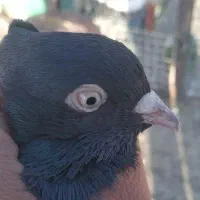 کبوتر زاغ چشم نوک سفید|پرنده|قروه, |دیوار