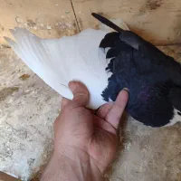 کبوتر نر|پرنده|تهران, مسعودیه|دیوار