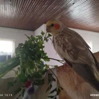 عروس هلندی گمشده