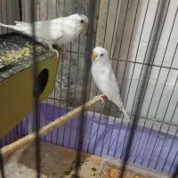 جفت مرغ عشق