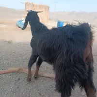 بز نر چاق|حیوانات مزرعه|میرجاوه, |دیوار