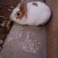 خرگوش