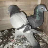 کفتر شهرستانی