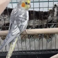 عروس هلندی|پرنده|تهران, مختاری|دیوار