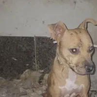 سگ پیتبول|سگ|بندر امام خمینی, |دیوار