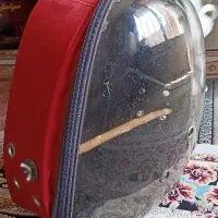 کیف حمل پرنده