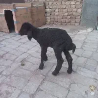 بره شیری