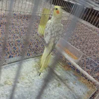 عروس هلندی|پرنده|رضوانشهر, |دیوار