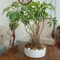 گل بونسای