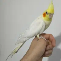 فروش انواع عروس هلندی های لوتینو آلبینو و ایزابلا|پرنده|شهریار, شهرک بهاران (ویره)|دیوار