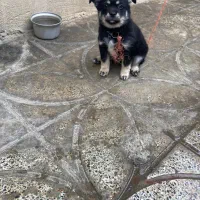 واگذاری پامر نر دو ماهه