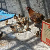 مرغ با جوجه