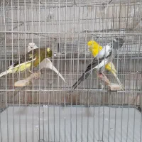 رسمی بلندماده|پرنده|قم, زاد|دیوار