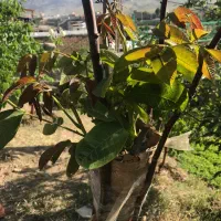 پیوند انواع درختان ( گردو )