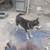 سگ هاسکی زیبا و مهربون|سگ|ارومیه, |دیوار