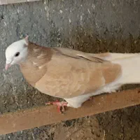 کفتر|پرنده|پیشوا, |دیوار