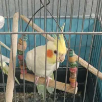 عروس هلندی نر