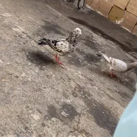 کبود هفترنگ