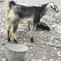 بز کهره دار