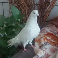 کبوتر و مینا دستی و تخم گذار