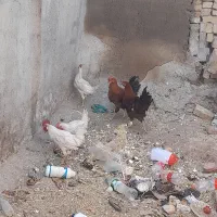 فروش مرغ و خروس