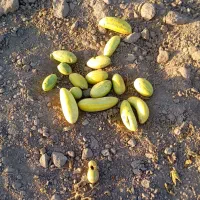 بزغاله نر خوشگل