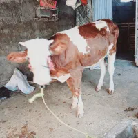 شنگل ۲ ساله سمیتال چاق و مست