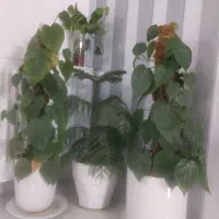 سه تا گل زیبا وخوشگل
