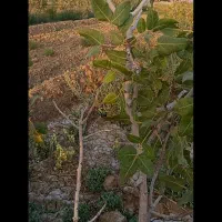 باغ پسته|فروش دفتر صنعتی، کشاورزی، تجاری|انزل, |دیوار