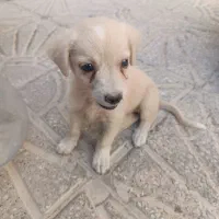 توله سگ|سگ|خورموج, |دیوار