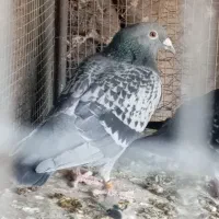 پلاکی مسافتی|پرنده|دهبکری, |دیوار