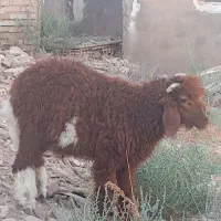 بره نر گوسفند نر