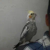 عروس هلندی ابلغ نر بالغ دستی با قفس لوازم