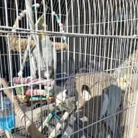 فروش یه جفت عروس هلندی|پرنده|رباطکریم, انجم آباد|دیوار