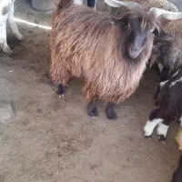 ساورین نر|حیوانات مزرعه|کرمانشاه, |دیوار