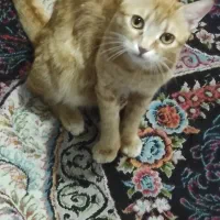 واگذاری رایگان گربه