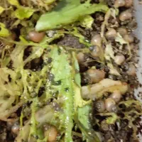 حلزون|خزنده|قروه, |دیوار