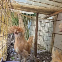 نیمچه خروس پولند بوف|حیوانات مزرعه|تهران, چهارصد دستگاه|دیوار