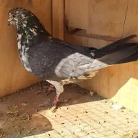 ۶ عدد کفتر عالی|پرنده|بومهن, |دیوار