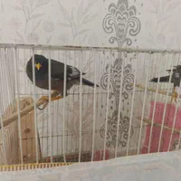 مینا