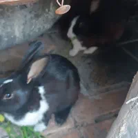 خرگوش نر وماده|موش و خرگوش|بم, |دیوار