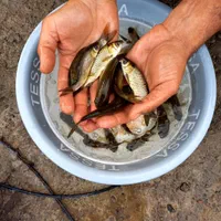 کپور  پر طلایی|ماهی|زنجان, |دیوار