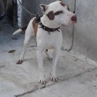 سگ پیتبول نر|سگ|دورود, |دیوار