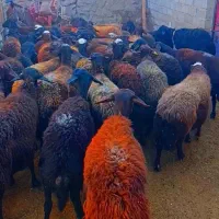 گوسفند ابستن|حیوانات مزرعه|تیکمه داش, |دیوار