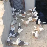 کبوتر پشتی همه رنگ