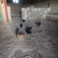 مرغ محلی|حیوانات مزرعه|جوانرود, |دیوار