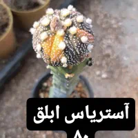 کاکتوس پیوندی|گل و گیاه طبیعی|شاهرود, |دیوار